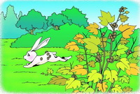 kresba králika a Xanthium sibiricum.
