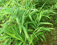 Pflanze von Zingiber officinale Rosc