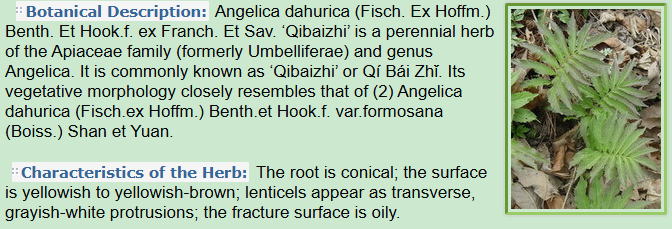 Botanical Description of Angelica dahurica Fisch. Ex Hoffm. Benth. Et Hook.f .ex Franch. Et Sav.,Characteristics of the herb Qibaizhi