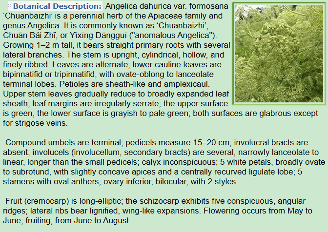 Botanical Description of Angelica dahurica var. formosana Chuanbaizhi
