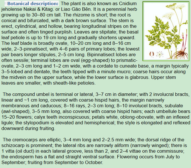 Botanical Description of Ligusticum jeholense Nakai et Kitag. Nakai et Kitag.