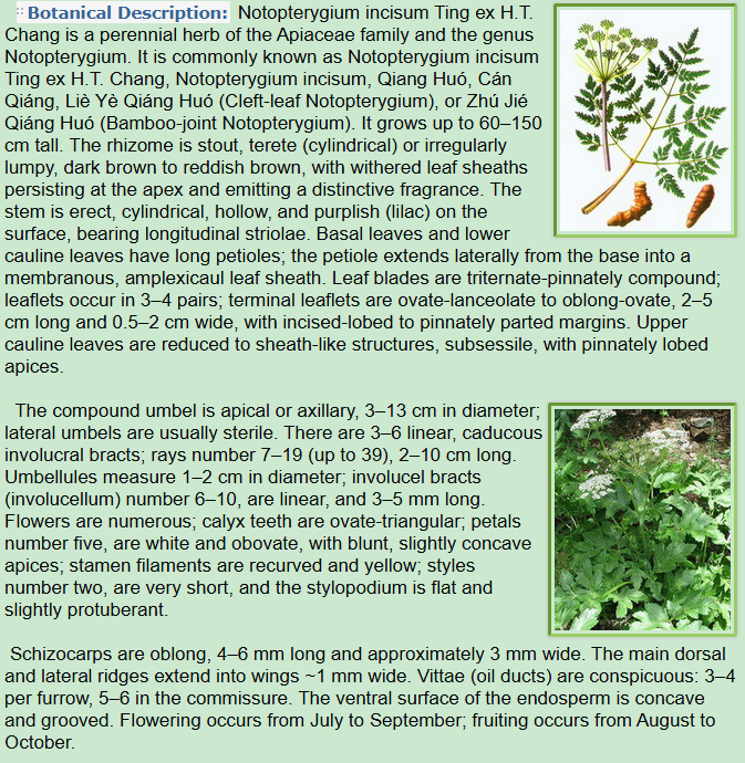 Botanical Description of Notopterygium incisum Ting ex H.T. Chang