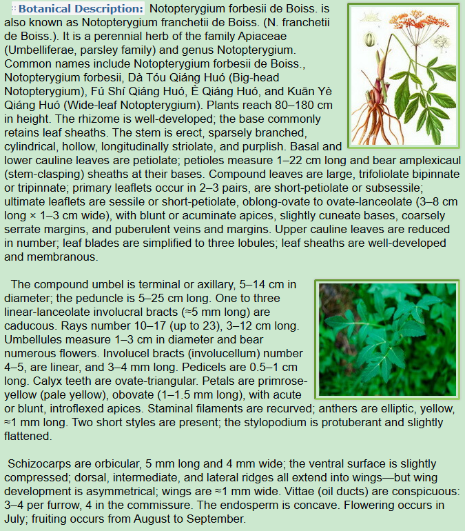 Botanical Description of Notopterygium forbesii de Boiss