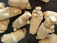 segments de racines séchées jaunâtres du ginseng américain