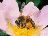 a honey bee of Apis cerana Fabr is collecting pollens in a pink flower