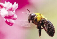 a honey bee of Apis cerana Fabr is flying around a pink flower