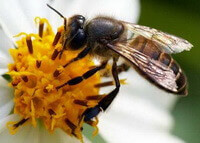 un ape di Apis cerana Fabr sta raccogliendo pollini su un fiore bianco.