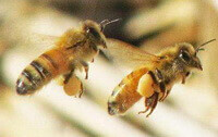 two honey bees of Apis cerana Fabr flying and carrying yellow pollens.