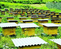 many wood beehives of Apis cerana Fabr. are arranged orderly on mountain slope