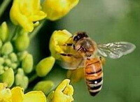 a worker bee of Apis mellifera L is collecting pollen on some yellow flowers.