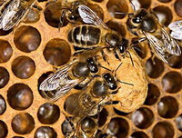 some worker bees of Apis mellifera L are feeding a bee larva.