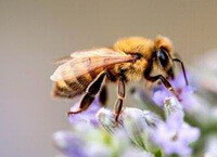 a honey bee of Apis mellifera L is collecting pollen on some lilac flowers.