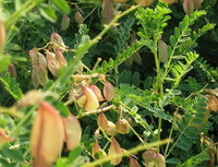 Astragalus membranaceus Fisch.Bge.:growing plants with pods