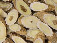 Astragalus Root:herb photo of wild root