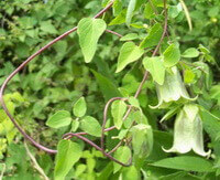 Codonopsis pilosula Franch.Nannf.:pianta in fiore