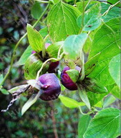 Codonopsis tangshen Oliv.:pianta in fiore