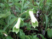 Codonopsis tubulosa Kom.:pianta in fiore