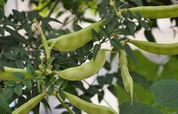 Dolichos lablab L.:growing plant with green pods