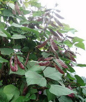 Dolichos lablab L.:plante en croissance avec des gousses brunes