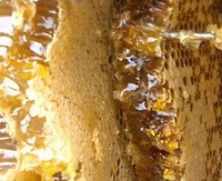 Honey of chinese honey bee is stored in hive wax