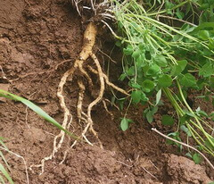 Pilose Asiabell Root:fresh root