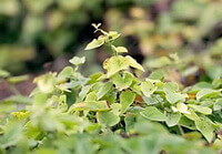 Dioscorea polystachya.:plante en croissance