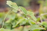 Dioscorea polystachya.:stelo e foglie