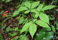 Panax ginseng C. A. Mey.:fruiting plant