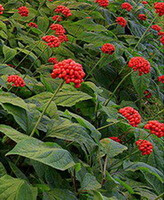 fruiting plants of Panax quinquefolium L. with green leaves and reddish fruit spikes grow in field