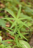 Polygonatum cirrhifolium Wall.Royle.:pianta in crescita