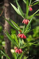 Polygonatum kingianum Coll.et Hemsl.:plante à fleurs