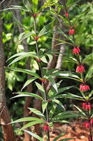 Polygonatum kingianum Coll.et Hemsl.:blomstrende plante