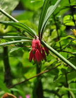 Polygonatum kingianum Coll.et Hemsl.:pianta in fiore