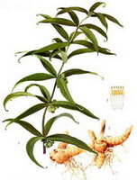 Polygonatum sibiricum Red.:dessin de parties de plantes
