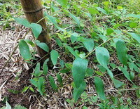Polygonatum sibiricum Red.:pianta in crescita