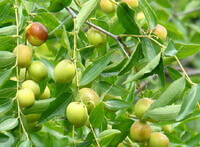 Ziziphus jujuba var.inermis Bunge Rehder.:fruiting tree