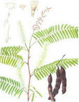 dessin coloré d Acacia catechu Willd. feuilles vertes, épis de fleurs, gousses brunes