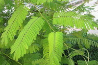 plantes d Acacia catechu Willd avec des feuilles vertes poussant dans le champ