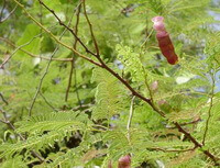 plantes fleuries d Acacia catechu Willd. poussent dans un champ ensoleillé