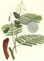 Caesalpinia sappan L.:tegning af plantedele