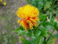 Carthamus tinctorius L.:pianta in fiore