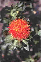 Carthamus tinctorius L.:blomstrende plante