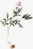 Corydalis yanhusuo W. T. Wang.:disegno di pianta intera