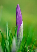 Crocus sativus L.:voksende plante med knop