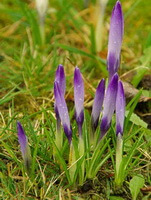 Crocus sativus L.:growing plants with flower buds