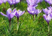 Crocus sativus L.:blomstrende planter