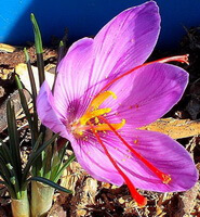Crocus sativus L.:blomst og stigma