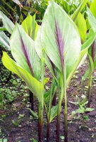 Curcuma phaeocaulis Val.:pianta in crescita