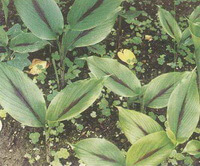 Curcuma phaeocaulis Val.:growing plant