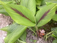 Curcuma phaeocaulis Val.:plante en croissance